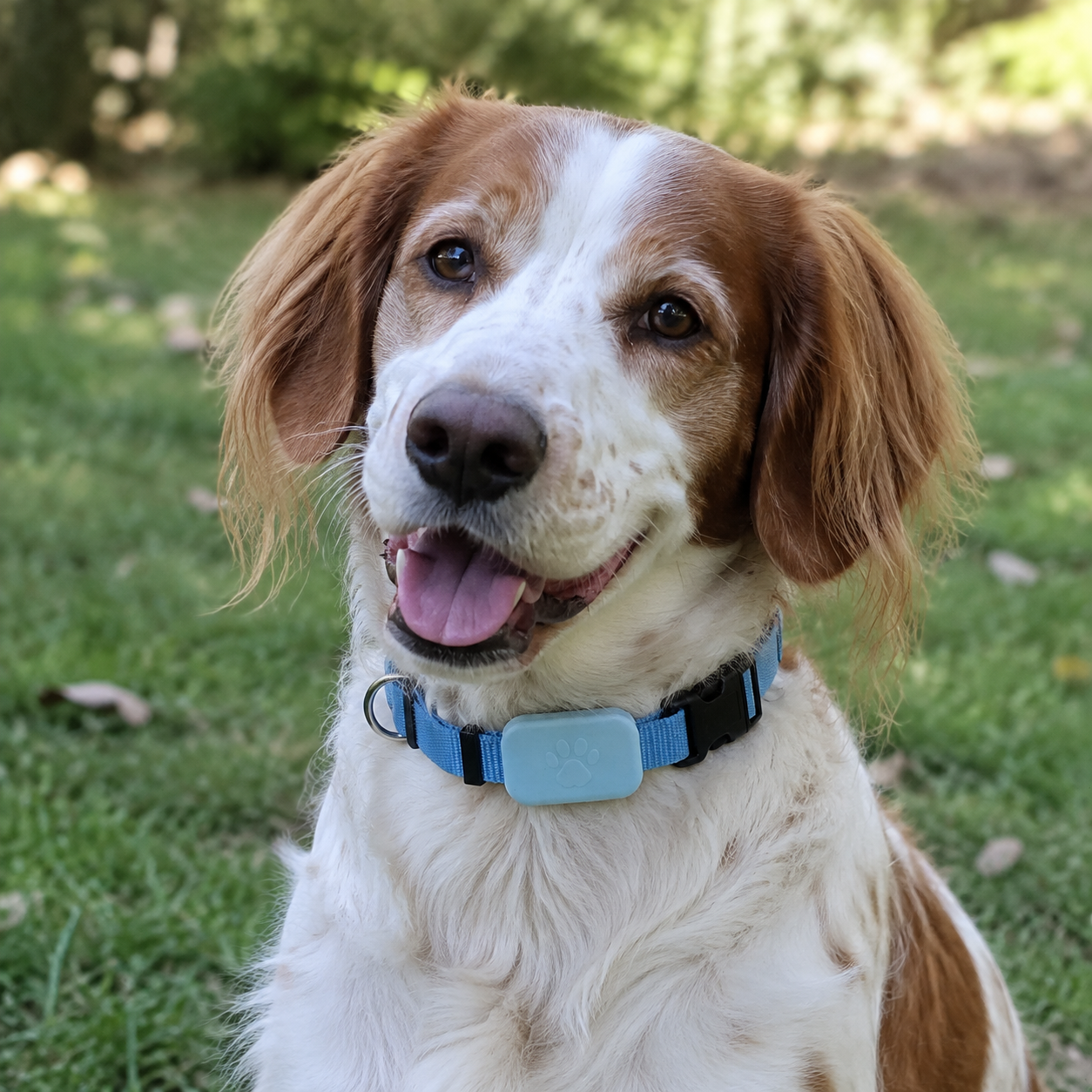 Andrew's dog wearing the PetSure RoamTag GPS Tracker